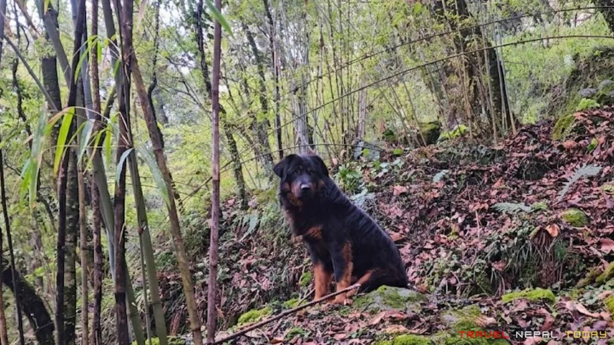 Himalayan Sheepdog or Bhote Kukur