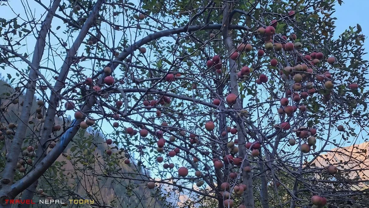 apple tree in dolpa