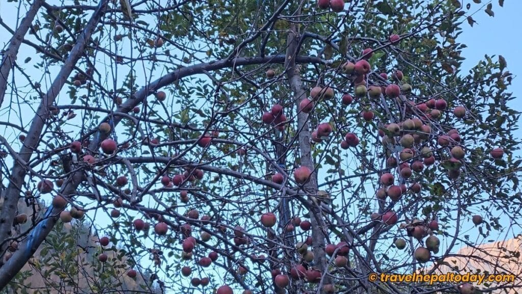 dolpa apple tree