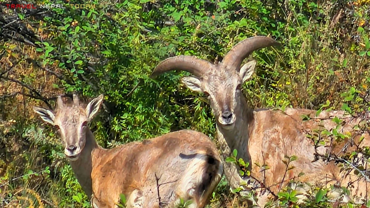 himalayan blue sheep in dolpo region