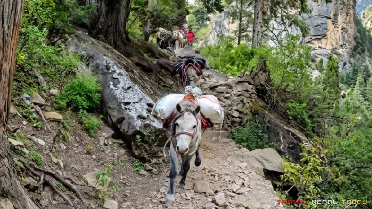 mule caravan in phoksundo trek