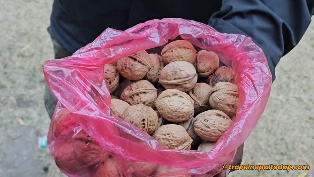 wallnuts in dolpa