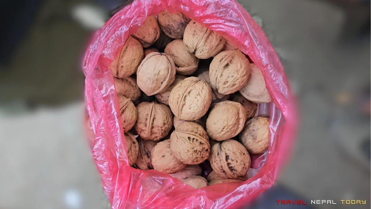 walnuts from dolpa
