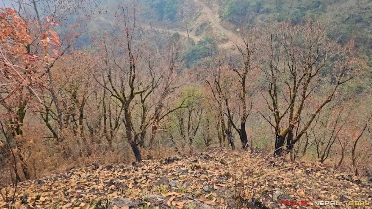 wildfire in sikles forest 2024