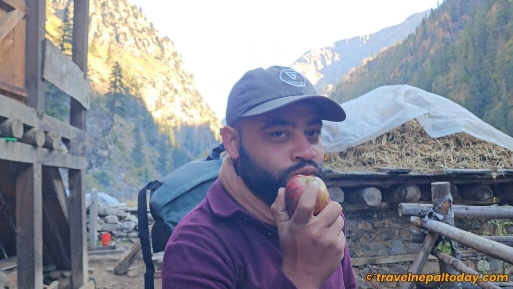 tasting dolpa apples
