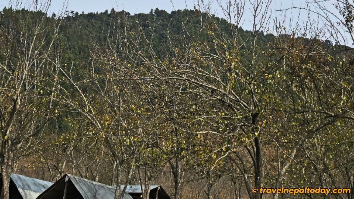 chitlang naspati garden