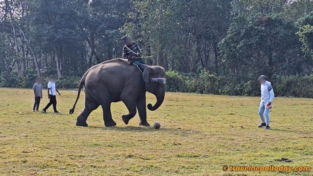 elephant playing football