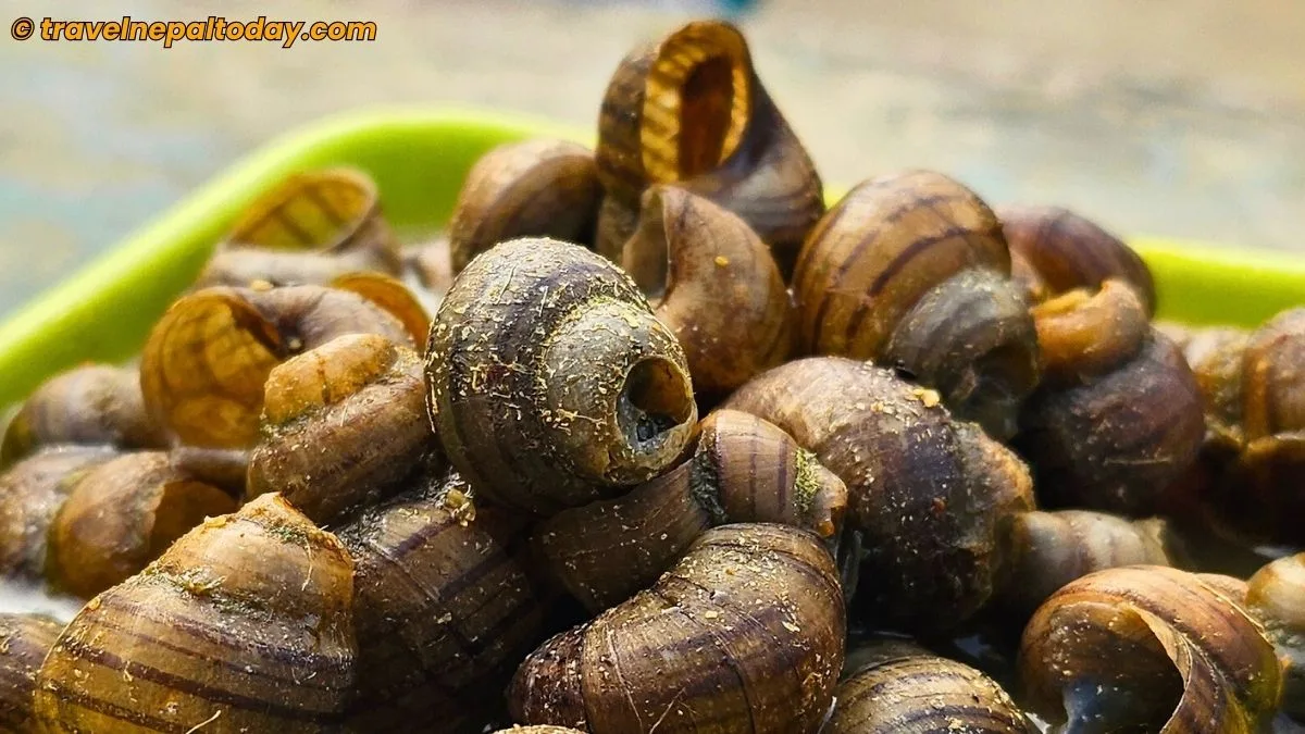 ghongi tharu snail food