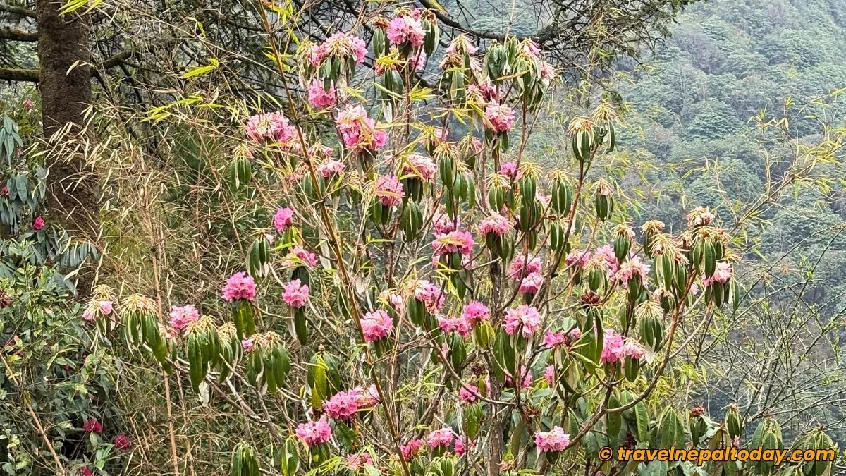 rhododendrons in ghorepani