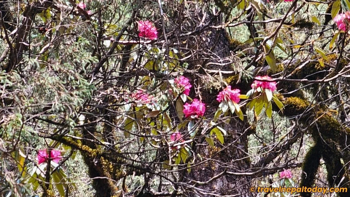 gurase danda rhododendrons