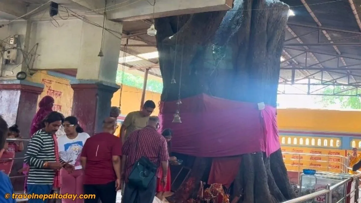 peepal tree of dhanush temple