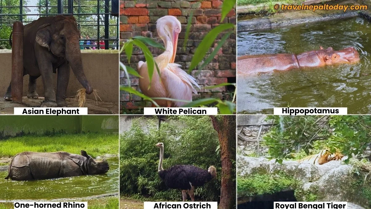 animals in central zoo nepal