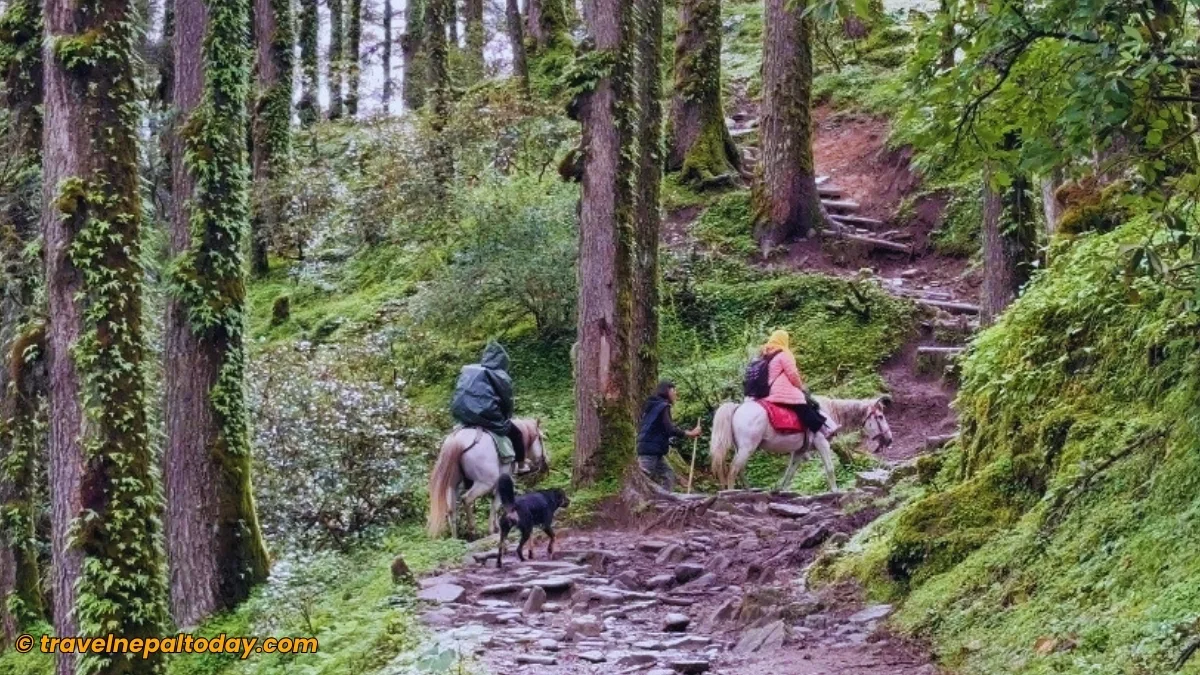 horse and mule in gosaikunda trail