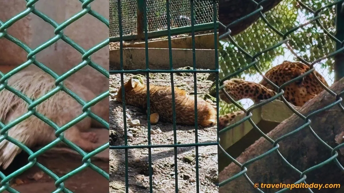 sleeping animals in central zoo nepal