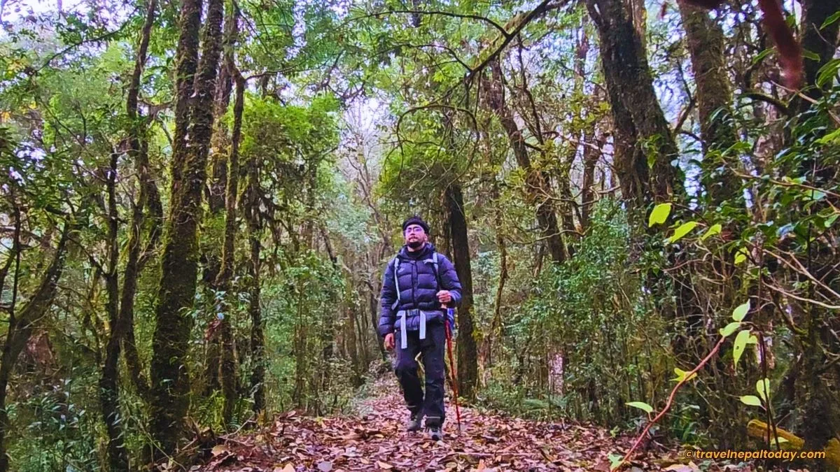 forest route mardi himal trek